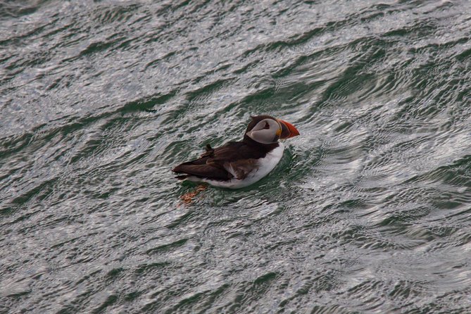 Stunning 90-Minute Firth of Forth Sightseeing Cruise Adventure - Wildlife on the Firth: seals up close and puffins in season